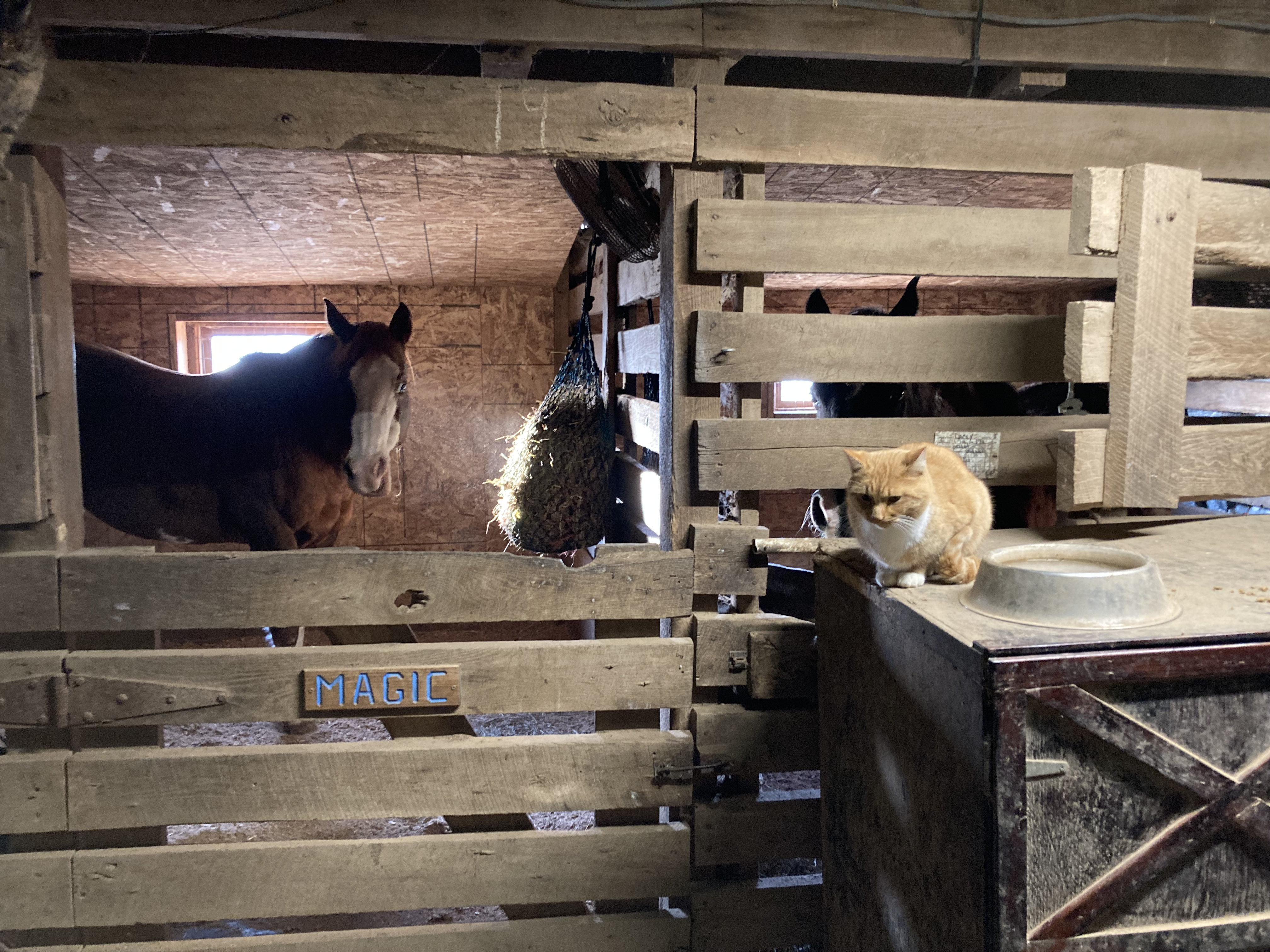 Horse in stall with barn cat